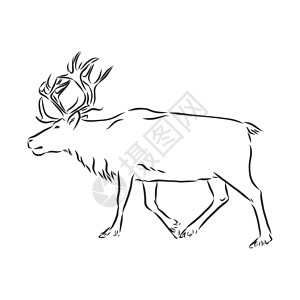 手绘仙鹿北极鹿 矢量手绘插图与北欧动物隔离在素描风格的白色 极地矢量素描它制作图案 生物 苔原背景
