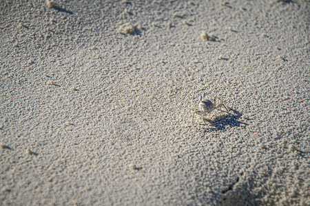 马尔代夫群岛白沙上的小螃蟹高清图片