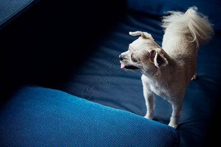 好可爱的狗狗站在沙发上 看着东西 幸福 喜悦图片