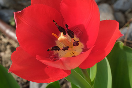 美丽的红郁金香在春花中盛开 花瓣的宏大背景图片