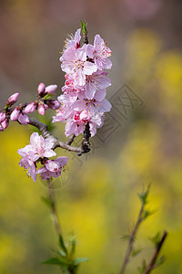 桃花树 在成都紧贴的花朵 美丽的 龙泉驿 甜的 中国背景图片