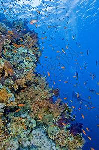 美丽的热带珊瑚礁背景图片