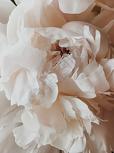 米色邀请函米色牡丹花作为假日品牌的抽象花卉背景 婚礼背景