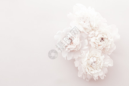 牡丹柔和鲜花盛开 作为花岗艺术背景 婚礼装饰和奢华品牌 迷人的 开花背景