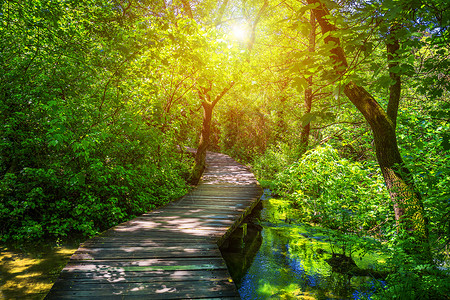 深绿森林中的库尔卡国家公园木质通道 阳光 木板路高清图片