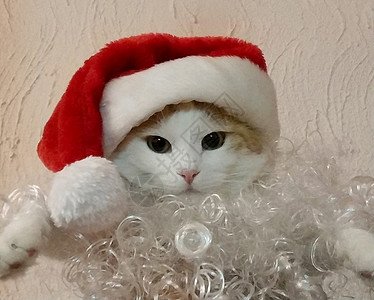 带有圣诞帽子的猫 胡须 小猫 圣诞节 有趣的 宠物 乐趣背景图片