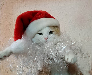带有圣诞帽子的猫 白色的 可爱的 哺乳动物 毛皮 宠物背景图片