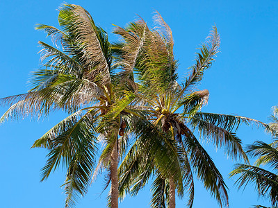 椰椰枣 木头 赤道 坚果 天空 旅行 棕榈 丛林图片