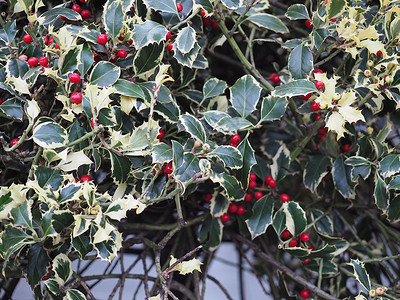 植物 荆棘 欧洲冬青 英国冬青 水叶 英国 树叶背景图片