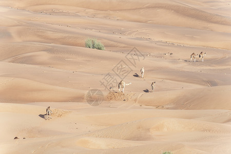 穿越红色沙丘 阿联酋沙漠的骆驼大篷车 异国情调图片