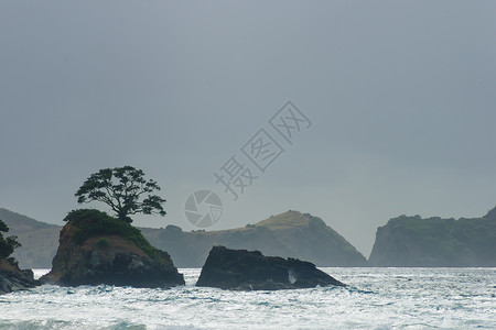 北兰 岛 美丽的 北国 太平洋的 海浪 新西兰 树背景图片