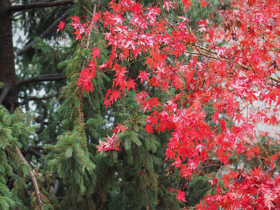 圣诞背景和树林 假期 自然 松树 树叶 树木 红色的图片
