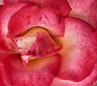 粉红色花朵玫瑰图片