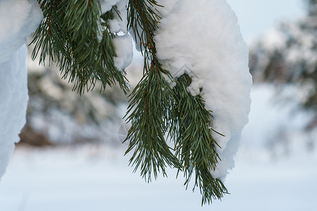 白雪下长针的松树枝高清图片