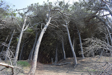 海边的松树和松林 Maremma 托斯卡纳 意大利 欧洲的海滩和海 海上 支撑背景图片