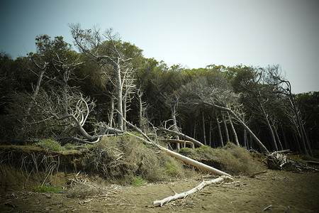 海边的松树和松林 Maremma 托斯卡纳 意大利 欧洲的海滩和海 第勒尼安 荒野背景图片
