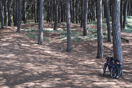 意大利托斯卡纳托斯卡纳 Maremma 海滨 海滩和海的松树和松林中的自行车 太阳 断树背景图片