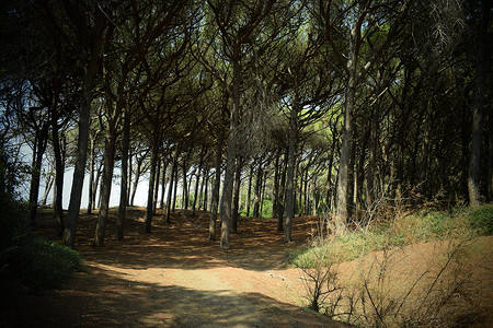 海边的松树和松林 Maremma 托斯卡纳 意大利 欧洲的海滩和海 气氛 木头背景图片