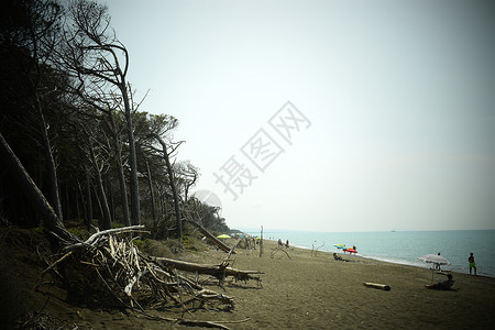 海边的松树和松林 Maremma 托斯卡纳 意大利 欧洲的海滩和海 马雷玛背景