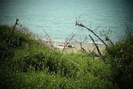 皮克内海边的松树和松林 Maremma 托斯卡纳 意大利 欧洲的海滩和海 通宝 皮内塔背景