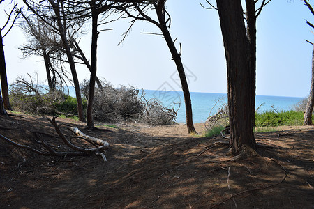 海边的松树和松林 Maremma 托斯卡纳 意大利 欧洲的海滩和海 松属 海岸线背景图片