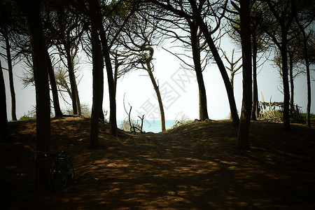 海边的松树和松林 Maremma 托斯卡纳 意大利 欧洲的海滩和海 断树 假期背景
