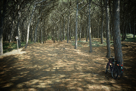 意大利托斯卡纳托斯卡纳 Maremma 海滨 海滩和海的松树和松林中的自行车 薄雾 旅游背景