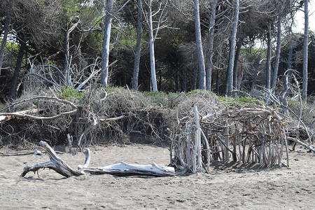 在海边的松树和松林的海滩上建造木结构 的海滩和海 Maremma 托斯卡纳 意大利 欧洲 海岸线 假期背景
