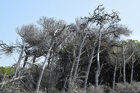 海边的松树和松林 Maremma 托斯卡纳 意大利 欧洲的海滩和海 马雷玛 假期背景图片