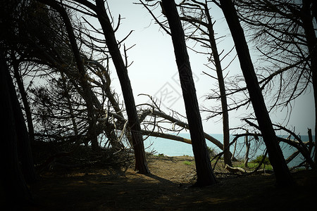 海边的松树和松林 Maremma 托斯卡纳 意大利 欧洲的海滩和海 松属 皮内塔背景图片