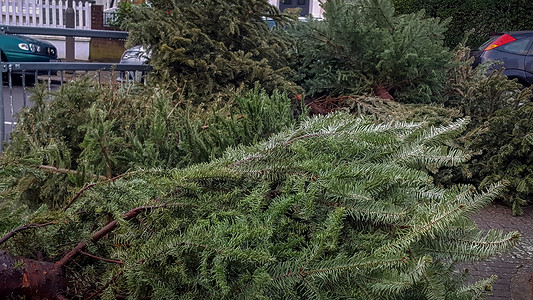 丢弃的圣诞树 户外的 一月 季节 街道 冬天 路面 绿色的图片