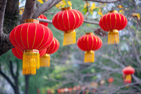 树上的灯笼红中国灯笼挂在树上 展示 庆典 庆祝活动 展览 传统背景
