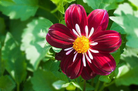 红花和黄花图片