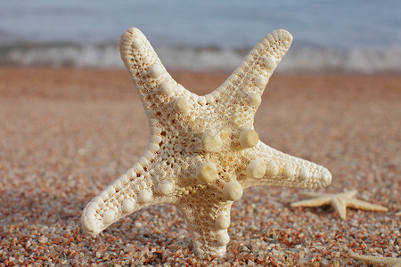 海星在海边 桑迪海滩有海浪 暑假概念 海边度假 甲板 自然图片