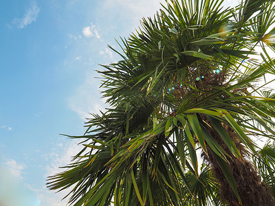 夏季的棕榈树 太阳眩光 植被 天空 热带海滩 海滨 海滩背景图片
