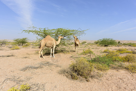 阿曼苏丹国阿卡西亚森林中的骆驼背景