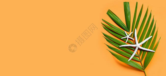 单页宣传单暑假热带棕榈树叶上的海星在橙色背景上 享受暑假的概念背景