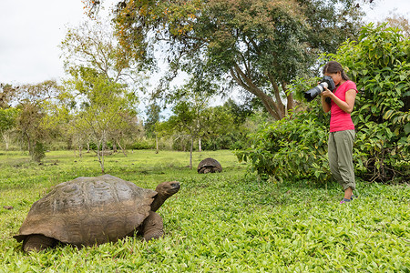 乌龟照片素材加拉帕戈斯群岛圣克鲁斯岛上的加拉帕戈斯巨龟和女旅游摄影师 乌龟的动物 自然和野生动物照片在加拉帕戈斯 厄瓜多尔 南美洲的高地背景