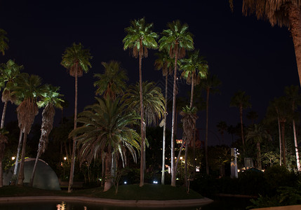 灯光照亮的棕榈树 季节 点燃 旅行 天空图片