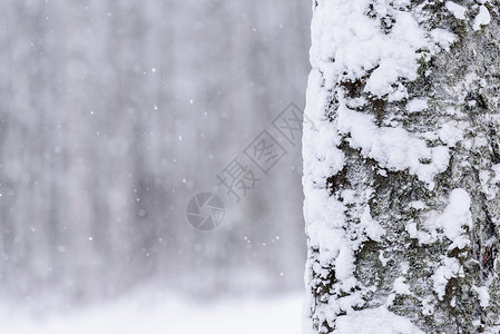 在拉普兰的冬季 这棵树上下着大雪 木头 天气背景图片