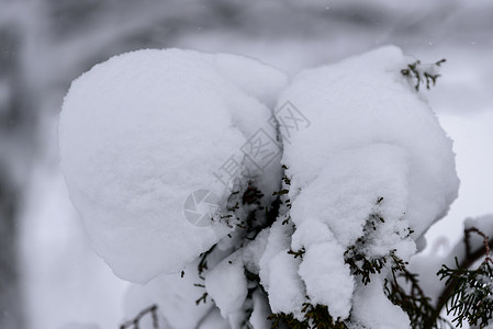 在拉普兰的冬季 这棵树上下着大雪 降雪 美丽背景图片