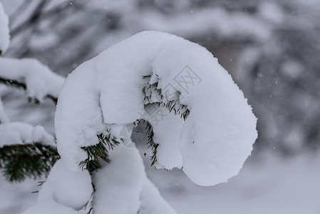 在拉普兰的冬季 这棵树上下着大雪 公园 覆盖背景图片