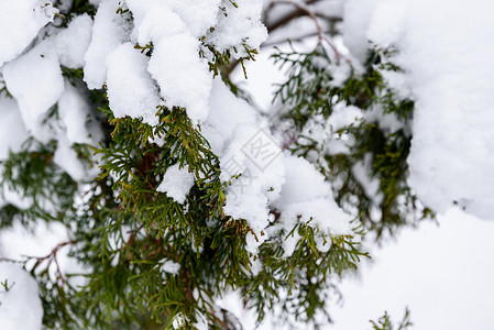 在拉普兰的冬季 这棵树上下着大雪 冰 蓝色的背景图片