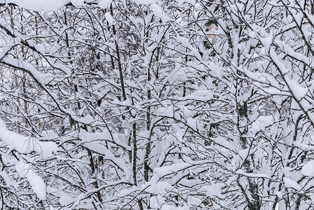 在拉普兰的冬季 这棵树上下着大雪 花 寒冷的高清图片