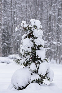 在拉普兰的冬季 这棵树上下着大雪 十二月 森林背景图片