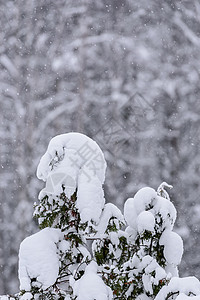 在拉普兰的冬季 这棵树上下着大雪 霜 花图片