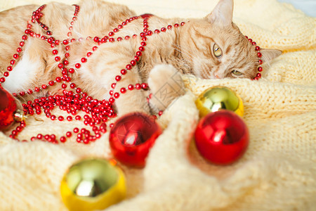 红球姜一只又肥又懒的姜猫躺在一条黄毛毯上 上面有新年的玩具 金球和红球 毛皮 圣诞老人背景