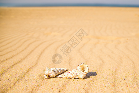 沙滩上的蜗牛背景图片
