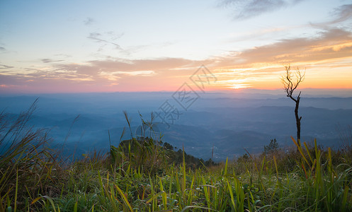 土山Phu Langka国家公园的金色日落光和干枯树 草 景点背景