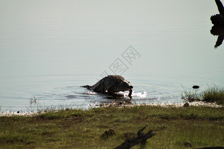 一条鳄鱼从湖里出来 嘴 旅行 水 非洲 动物背景图片